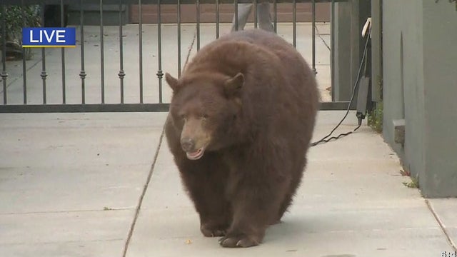 bear-in-monrovia-day.jpg 