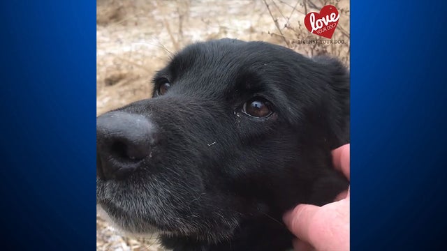 rescued-dog-warden.jpg 