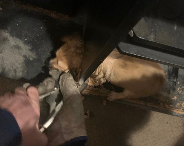 adams co puppy rescue credit adams county fire 