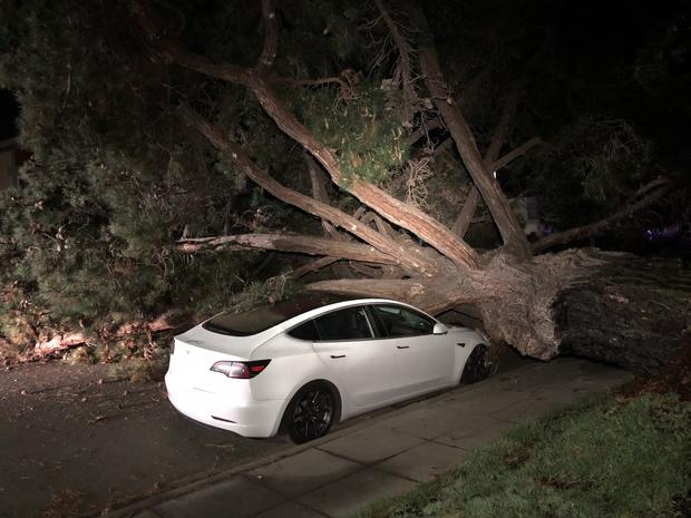 Foster City Tree Down 