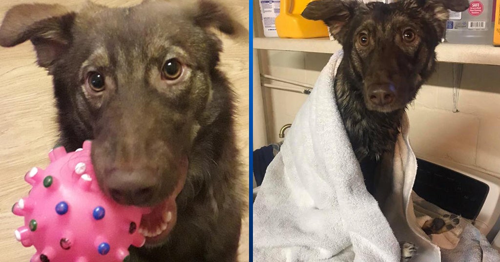 Furry Tails Tossed Out Like Trash, Armenian Pup Finds New Hope In