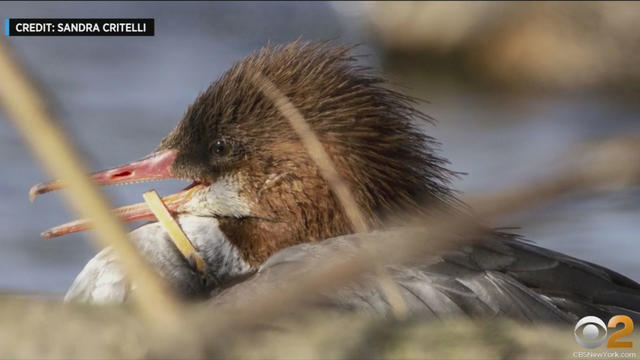 Central-Park-common-merganser-2.jpg 