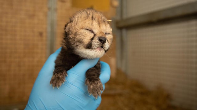 cheetahcub-2034990-640x360.jpg 