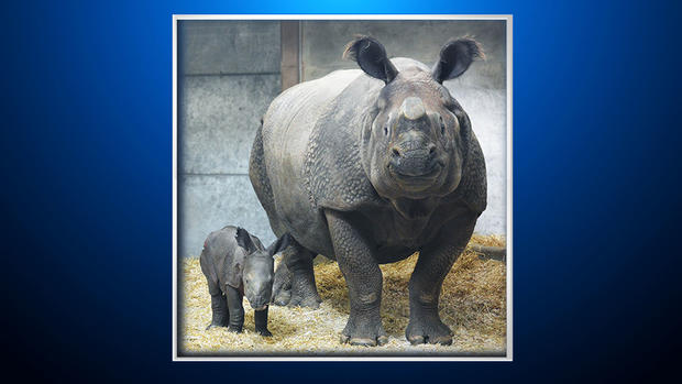 Baby Rhino with Mom 