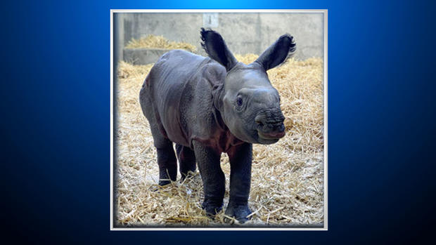 Baby Rhino Denver Zoo 