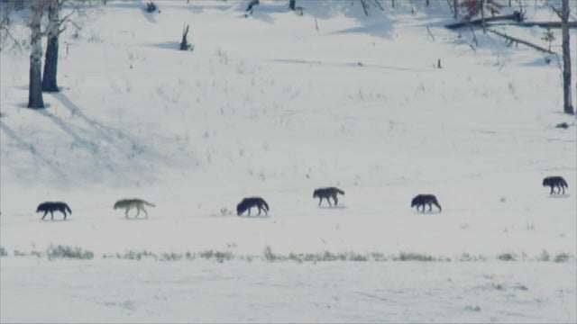 2wolf-reintroduction.transfer_frame_30.jpeg 