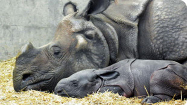 baby rhino denver zoo 