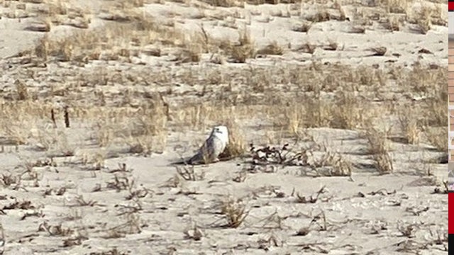 snowyowl.jpg 