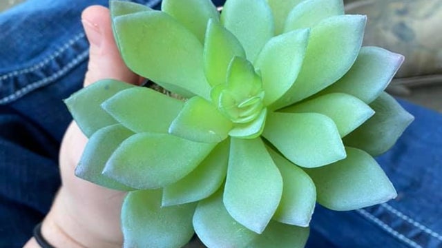 fakeplant.jpg 