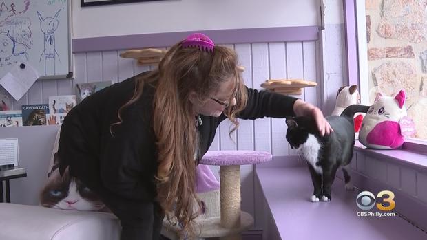 3 Cheers: South Jersey Woman Creates 'Lounge' For Rescue Cats 