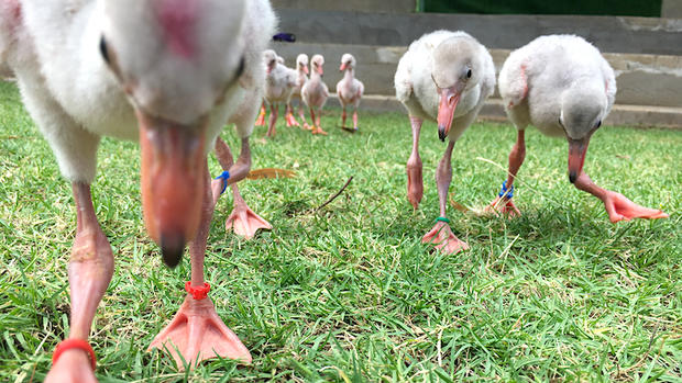 flamingo chick 1 