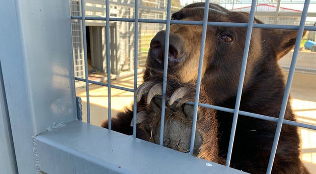 Black bear at Sharkarosa Wildlife Ranch 