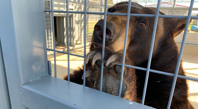 Black bear at Sharkarosa Wildlife Ranch 