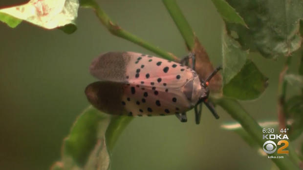 spottedlanternfly 