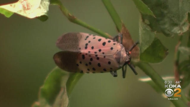 spottedlanternfly.jpg 