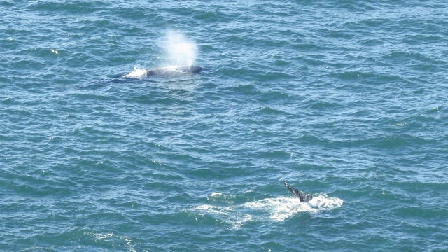 Pt-Reyes-whales.jpg 