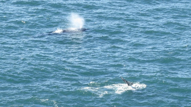 Pt-Reyes-whales.jpg 