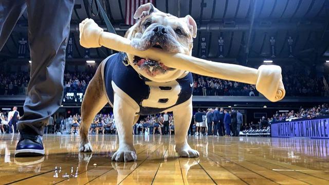 butler-university-dog-mascot.jpg 