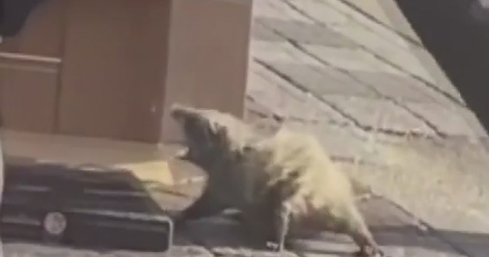 Video LAPD Officers Trap Injured, Snarling Opossum Found In Middle Of Hollywood Street CBS