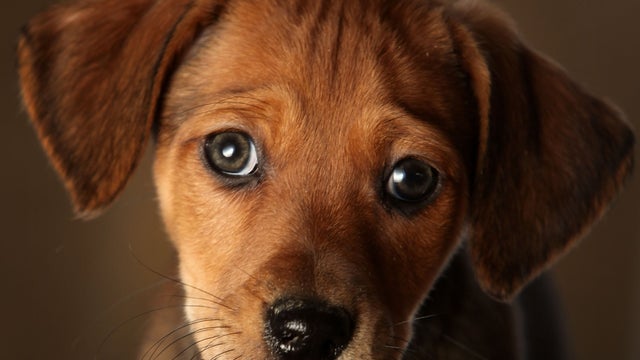 animal-puppy-1.jpg 
