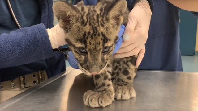 clouded-leopard-check-up.png 
