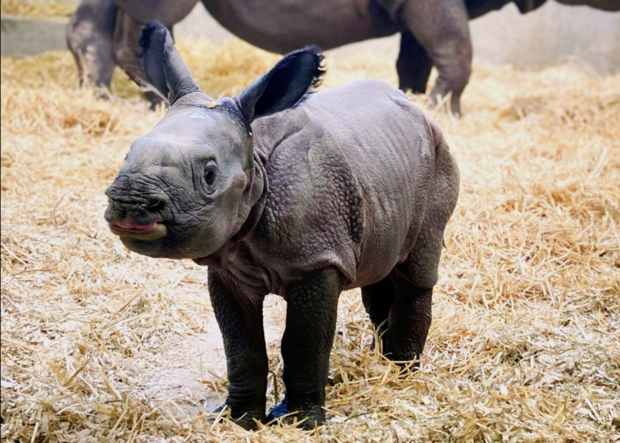 Denver Zoo Baby Rhino 