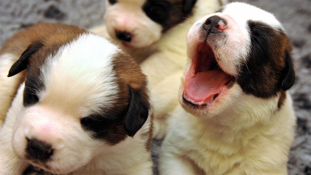 puppies-coronavirus.jpg 