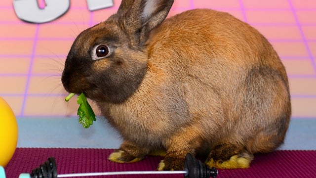 bunny.jpeg 