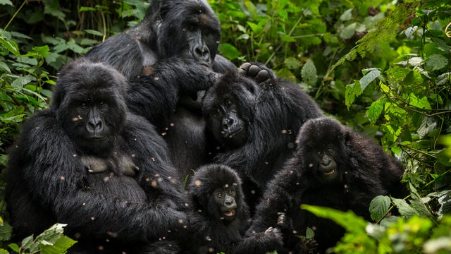 Oil Exploratin Threatens Virunga National Park 
