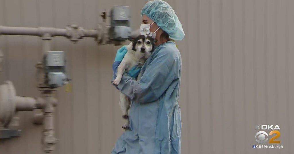 Pet Safety Local Veterinary Hospitals Establish New Protocols As