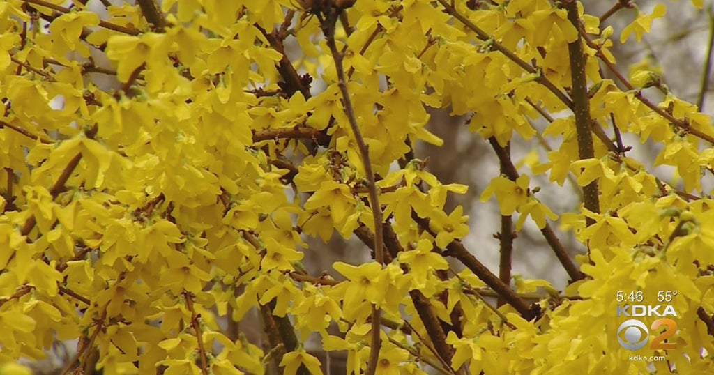 Coronavirus Or Allergies? How To Tell The Difference Between The Virus And Seasonal Allergies