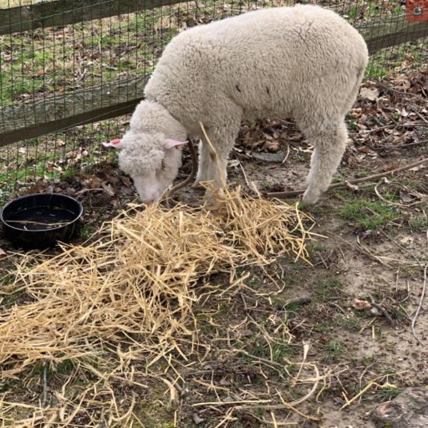 Lower Southampton Township Police Looking For Owner Of Lost, 'Fun To Be Around' Sheep 