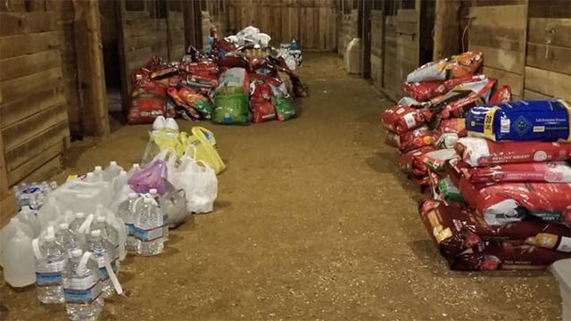 orphans-of-the-storm-animal-shelter-1 