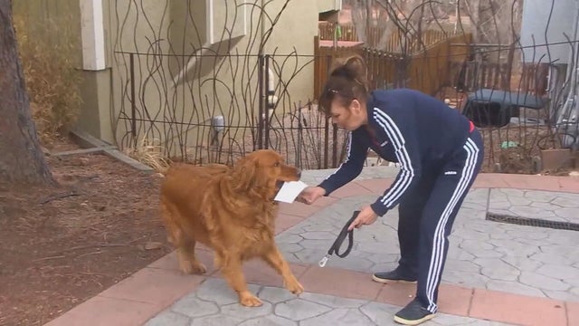 DOGS HELP NEIGHBORS 5VO.transfer_frame_51