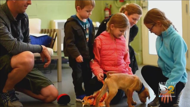 JohnsonFamilyPetAdoption.jpg 