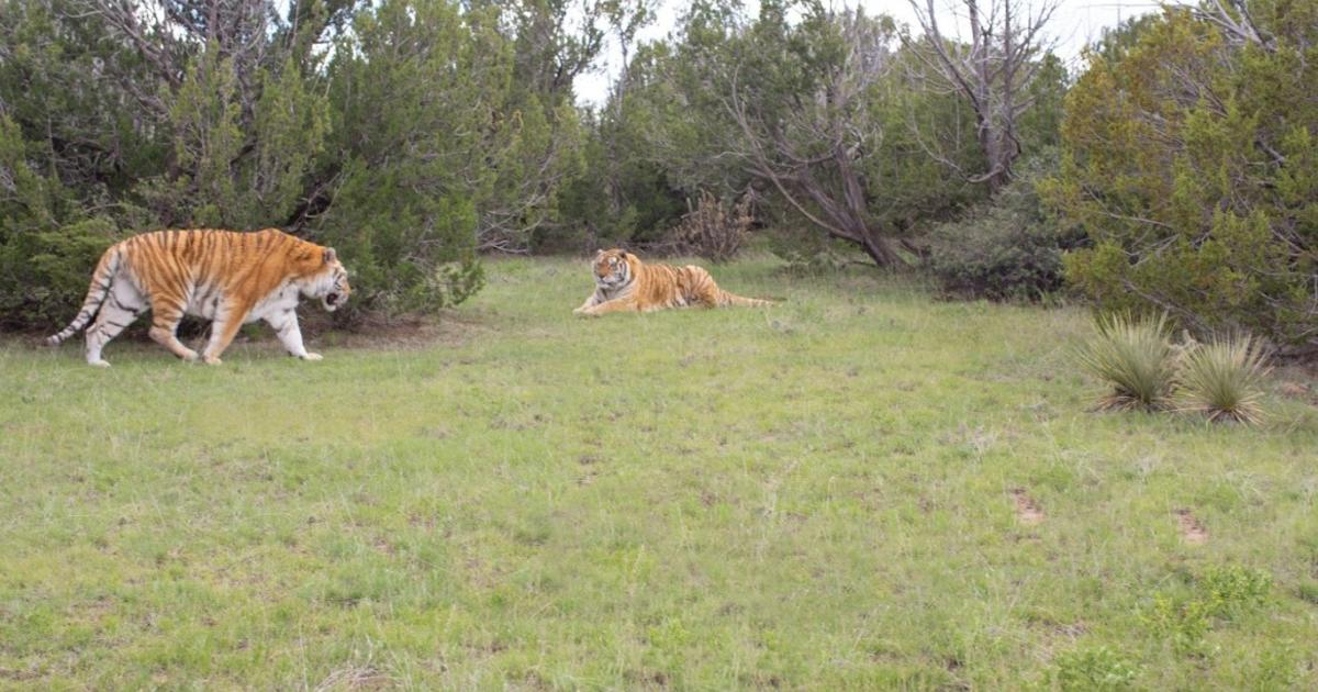 Some Of Netflix's 'Tiger King' Docuseries Tigers Now At Wild Animal  Sanctuary In Colorado - CBS Colorado