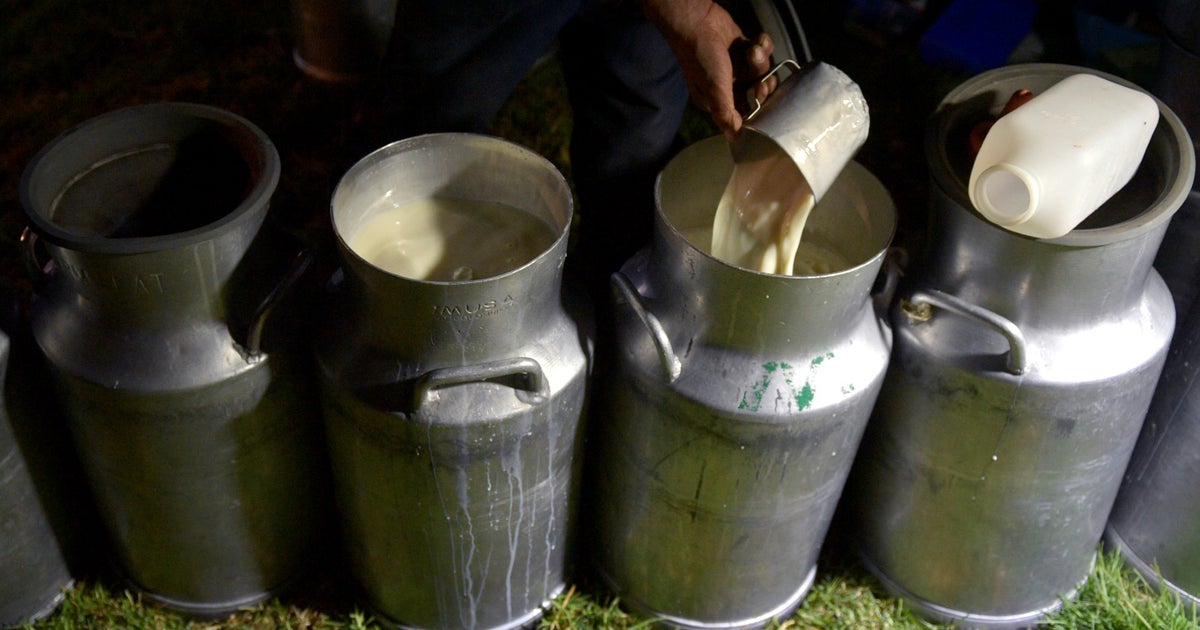 Coronavirus In Wisconsin: Dairy Farmers Begin To Flush Away Milk Due To ...