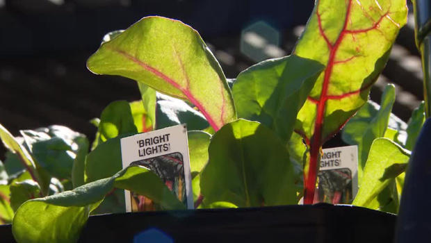 bright-lights-lettuce-victory-garden-620.jpg 