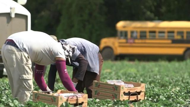 cbsn-fusion-us-farmers-struggle-with-coronavirus-effect-on-labor-thumbnail-465576-640x360.jpg 