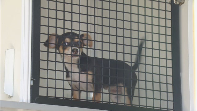 FOSTER FAMILIES FOR DOGS PKG.transfer_frame_328 