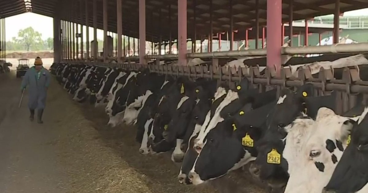 Dairy Farmers Asked To Dump Milk Due To Coronavirus Pandemic - CBS ...