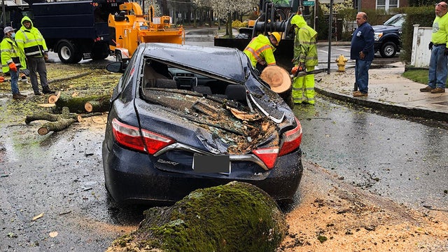 medford-tree-down.jpg 