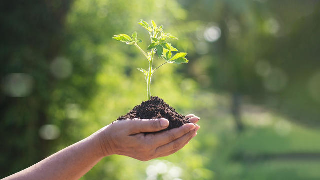 Hands holding young plants sprouting and growing on green nature background, Earth Day, new life growth ecology and business financial progress concept. 