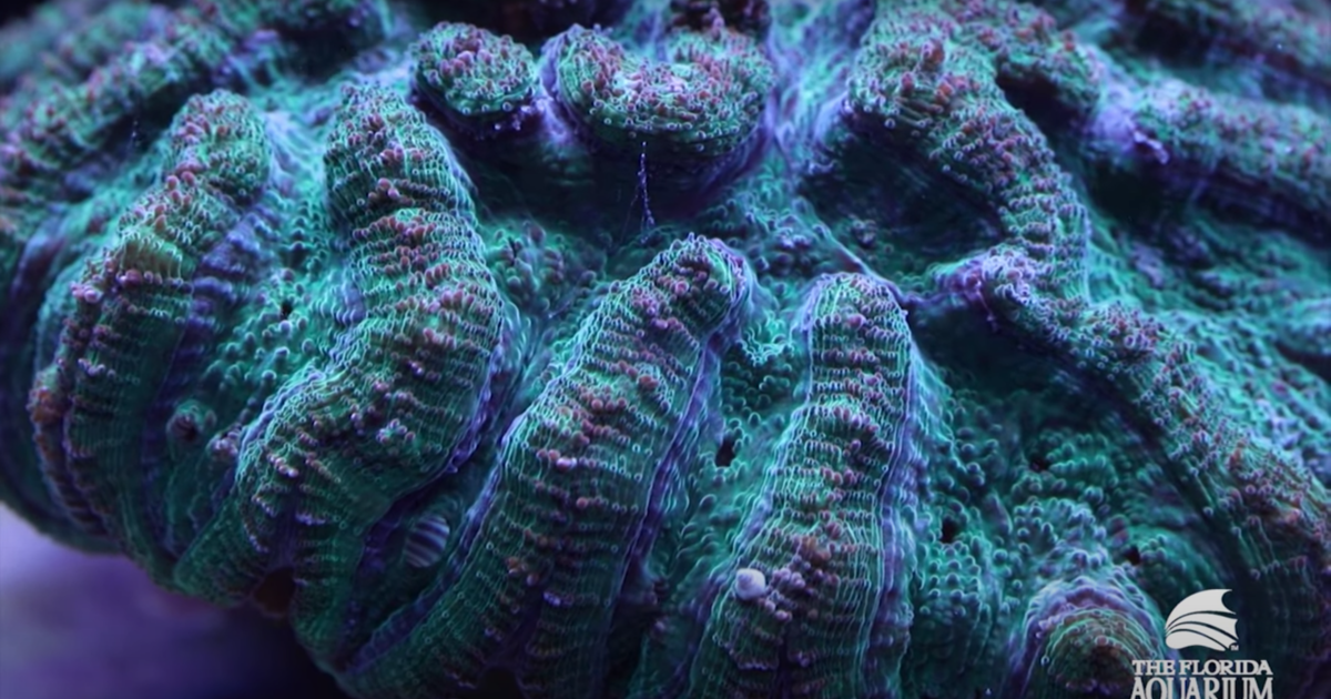 Chlamydia-like bacteria discovered in Great Barrier Reef corals