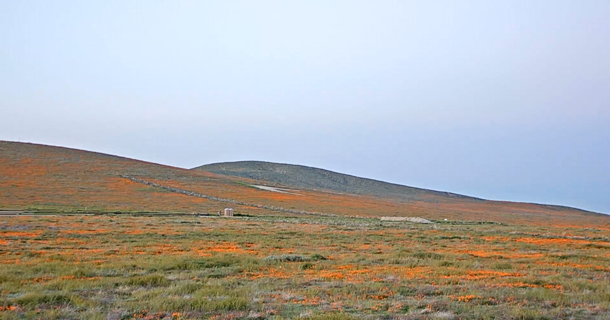 Antelope Valley California Poppy Reserve Live Stream Brings The Flowers ...
