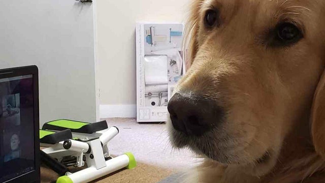 DOGS-ZOOM-3.jpg 