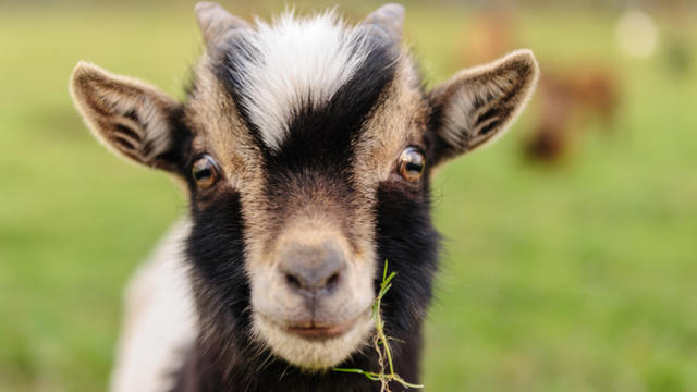 BabyGoat_1025715109.jpg 