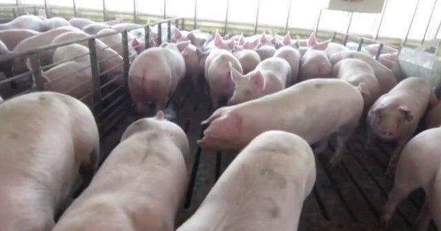 Fears over meat shortages as virus impacts food supply chain CBS News