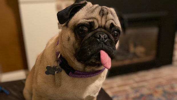 winston-pug-coronavirus.jpg 