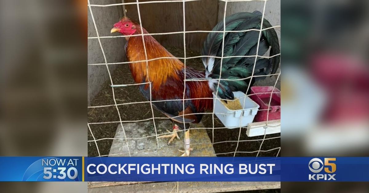 Hundreds Of Birds Seized From Illegal Cockfighting Ring Operating In Dublin Cbs San Francisco 